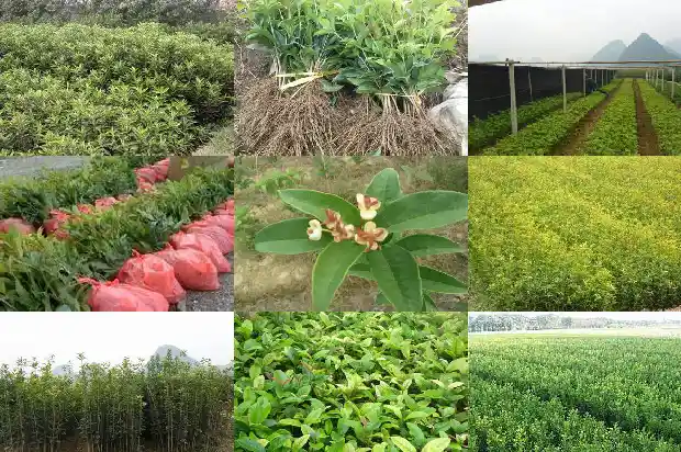 桂花树多大开花正常呢1683161664322