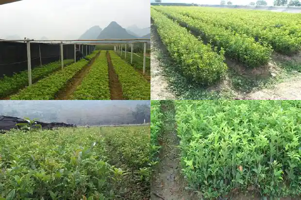 新鲜桂花首推湖北百信园林厂家直销1690418314291