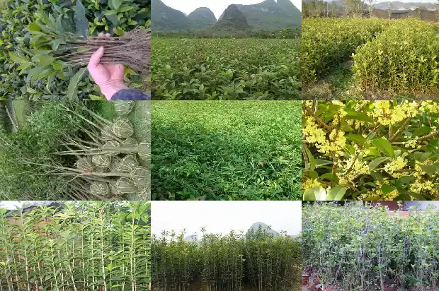 院里种桂花树有啥说法1690677208384