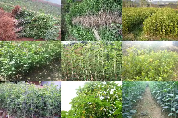 桂花树多大不能砍伐了1683161722218