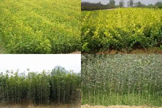 桂花树多大不能砍伐了1683161722313