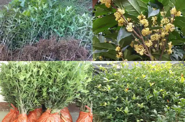 砍伐桂花树事件1683161757254