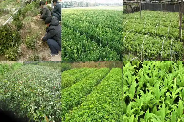 砍伐桂花树事件1683161757302