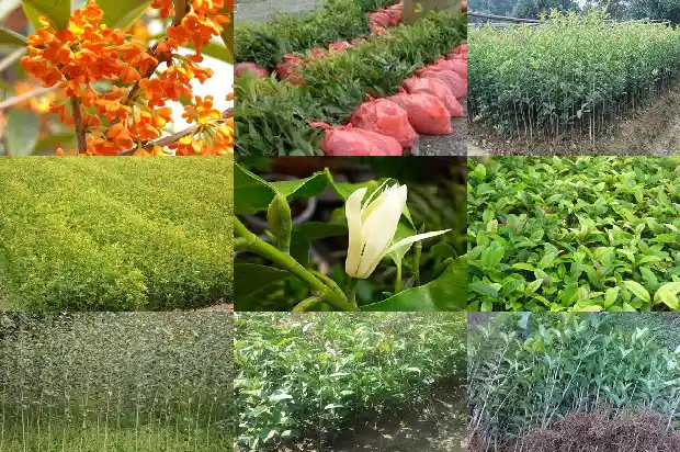 砍伐桂花树事件1683161757350