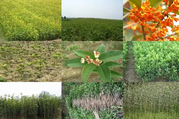 盆栽桂花多大盆合适1683161779582