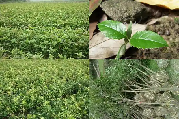 盆栽桂花多大盆合适1683161779630
