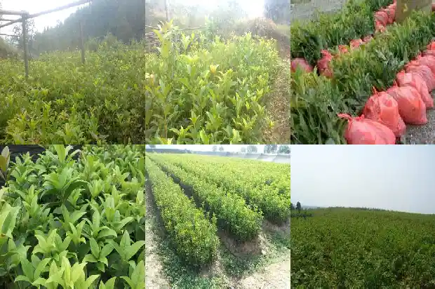 桂花高度冠幅胸径1683161823974