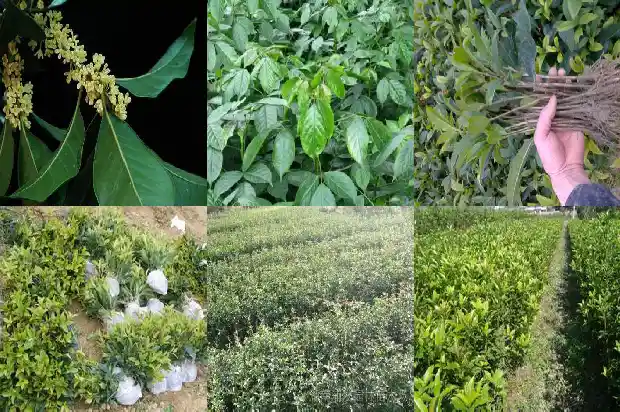 桂花高度冠幅胸径1683161824022