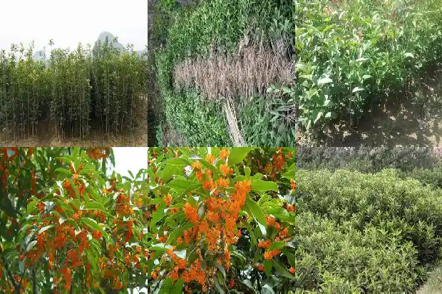 桂花高度冠幅胸径1683161824069