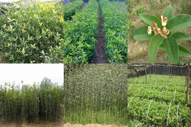 喝桂花乌龙茶上火吗1689467774705