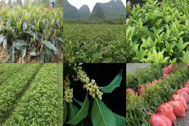 桂花可以长多高1683161876952