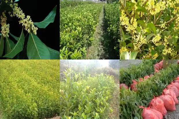 桂花可以长多高1683161876999