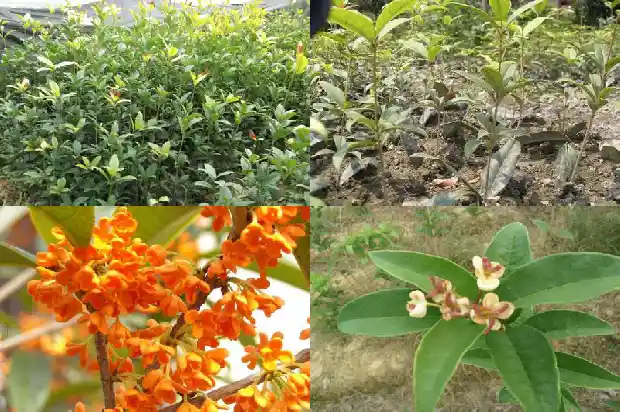 桂花树树干粗细比喻1683161900806