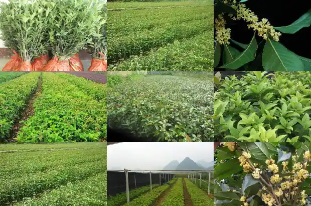 桂花树树干粗细比喻1683161900902