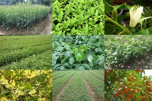 桂花树树干粗细比喻1683161900950