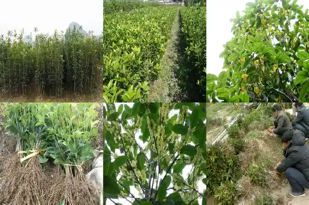 桂花树冠多大可以摘下来吃1683161940882