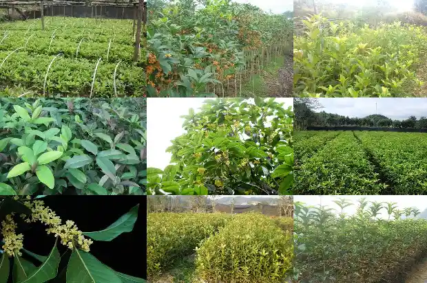 桂花树冠多大可以摘下来吃1683161940929