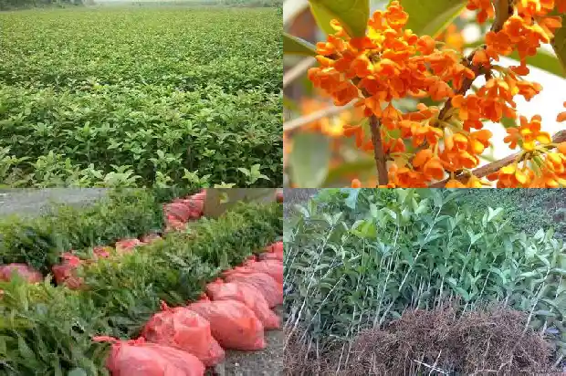 桂花树冠多大可以摘了呢1683161977528