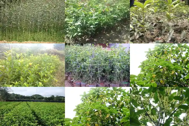 桂花树冠多大可以摘了呢1683161977576