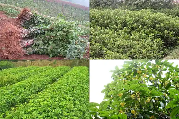 桂花树冠多大可以摘了呢1683161977624