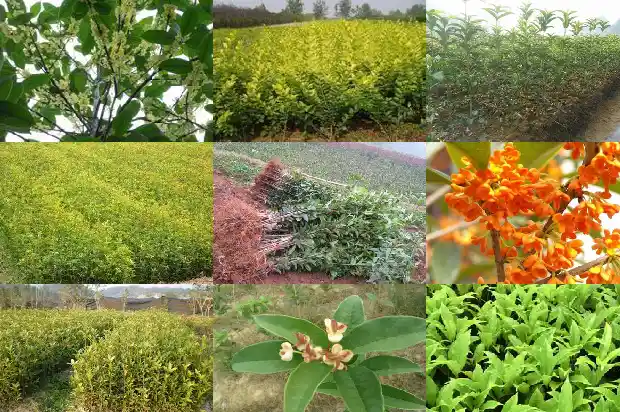 桂花树一年发几次芽儿1683162032659