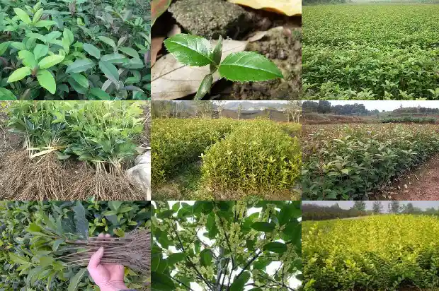 桂花树一年发几次芽儿1683162032755
