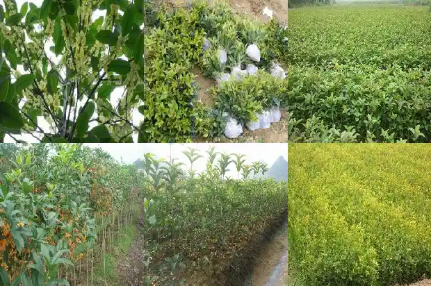 桂花树几月发新芽开花1683162052590