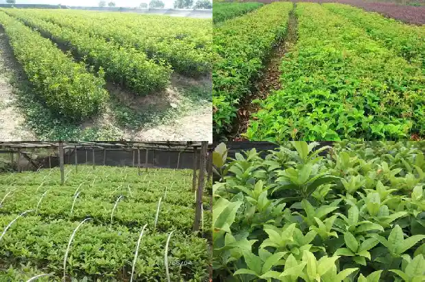 桂花树几月发新芽开花1683162052638