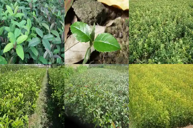 桂花几月份发芽芽1683162072280