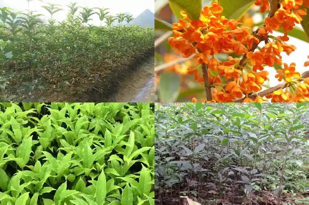 八月桂花香的句子1688793224051