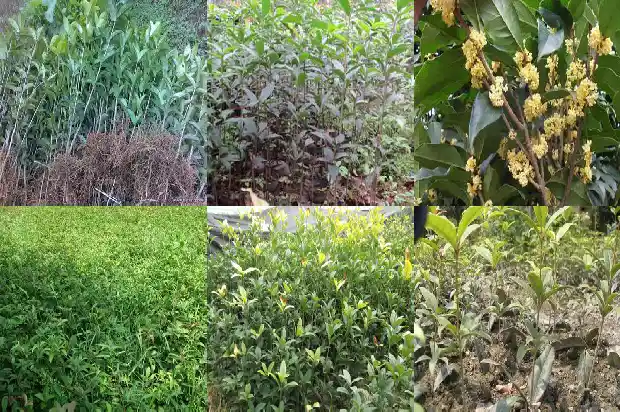 一般桂花树多高开花1683162096895