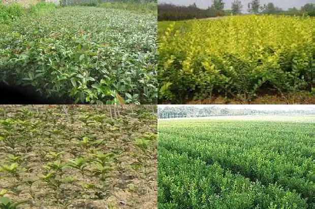 一般桂花树多高开花1683162096943