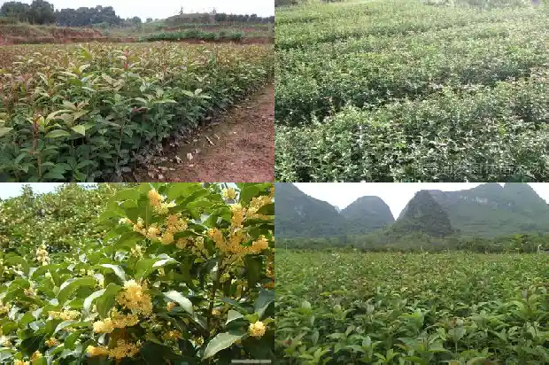 一般桂花树多高开花1683162096991