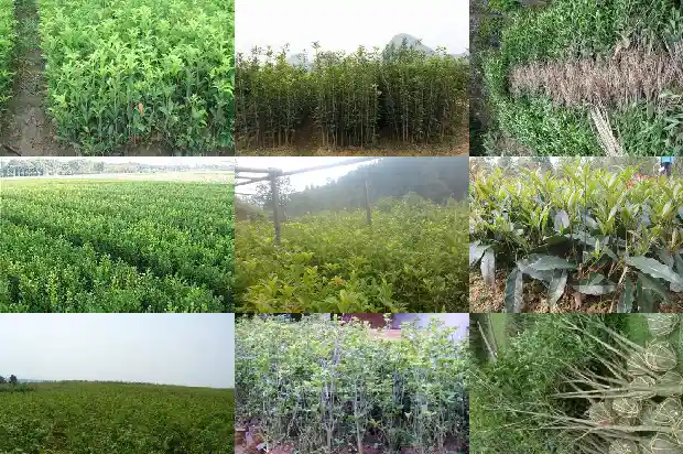 一般桂花树多高开花1683162097039