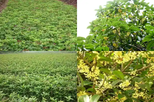桂花树多少钱一棵11689640460716