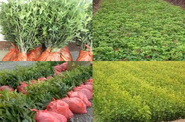 哪种桂花开花时间最长1690850133181