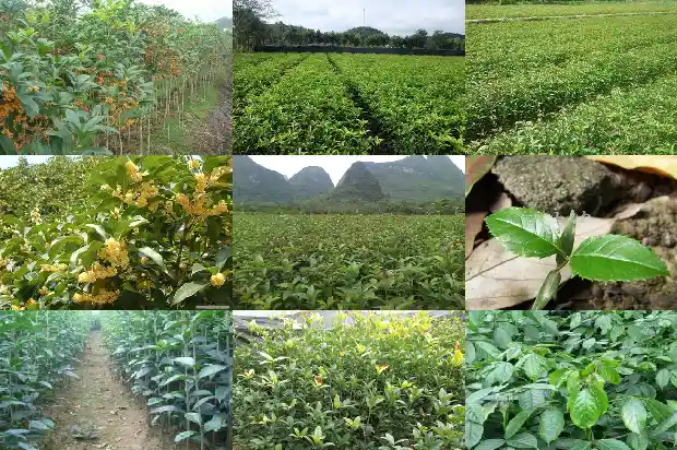 千年桂花树1683162180152