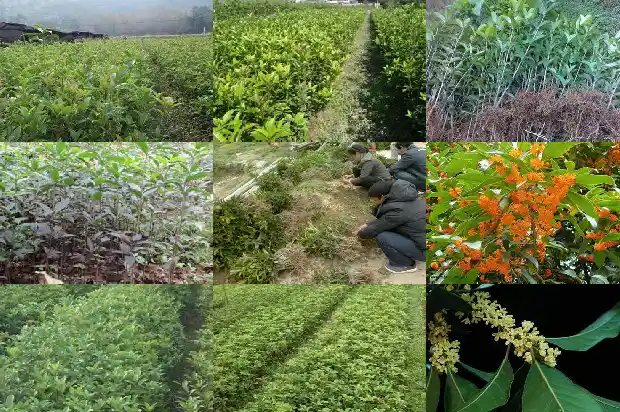 千年桂花树1683162180199