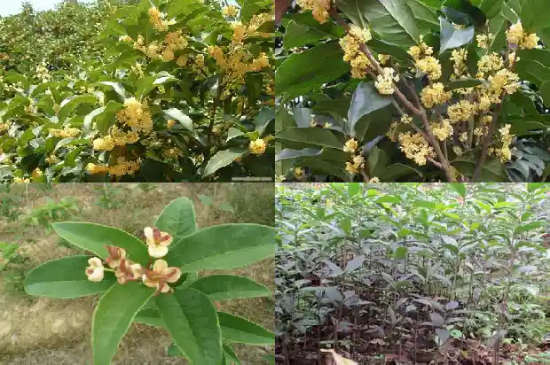 千年桂花树1683162180294