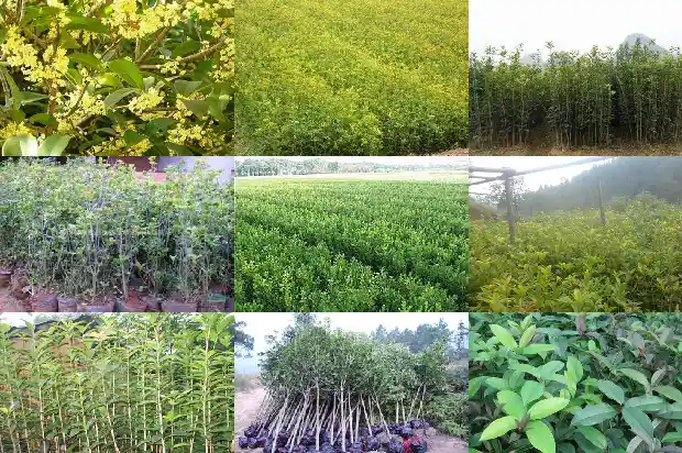 50年桂花树多大可以移栽1683162215223