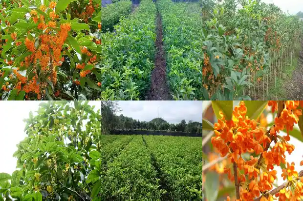50年桂花树多大可以移栽1683162215271