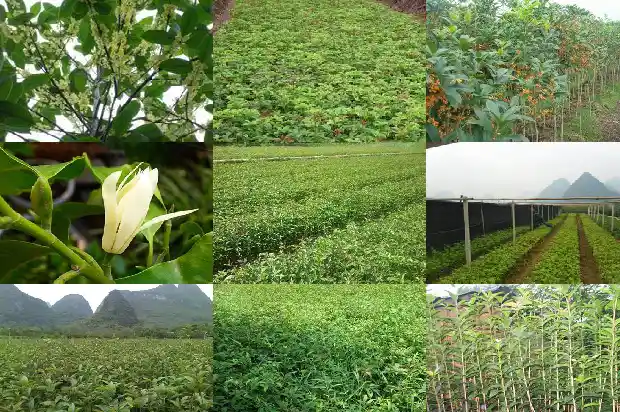 嫁接佛顶珠桂花的寿命1690850226404