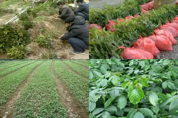 如何挑选桂花树的苗子1690763692419