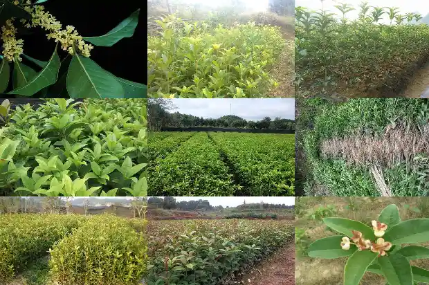 为啥今年桂花不开花1683162324676