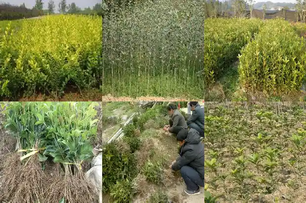 为啥今年桂花不开花1683162324724
