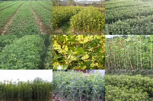 为啥今年桂花不开花1683162324772