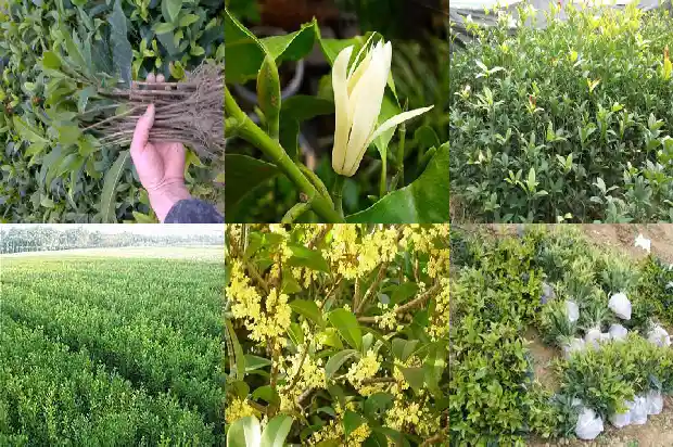 为啥今年桂花不开花1683162324819