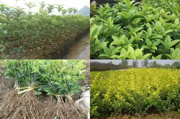 桂花有多长有多宽1683162386105