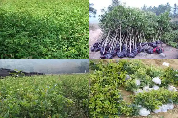 桂花有多长有多宽1683162386201