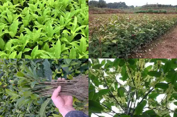 桂花有多长有多宽1683162386248